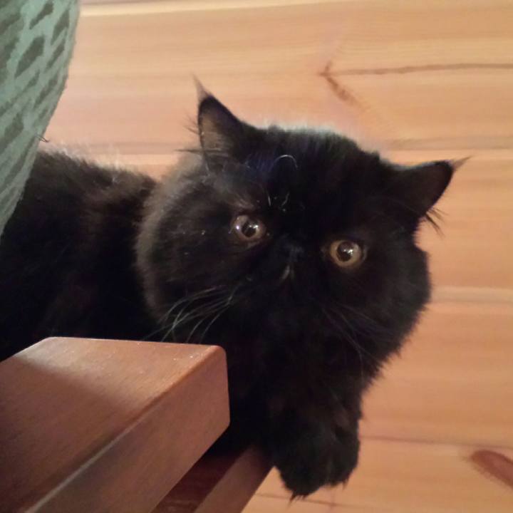 F1bb0414 c211 43e4 ae60 1948b1261b81 1516489542257