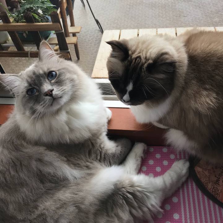 F1be13ba c78f 4cb3 ba80 098dd07c6db6 1511405775811