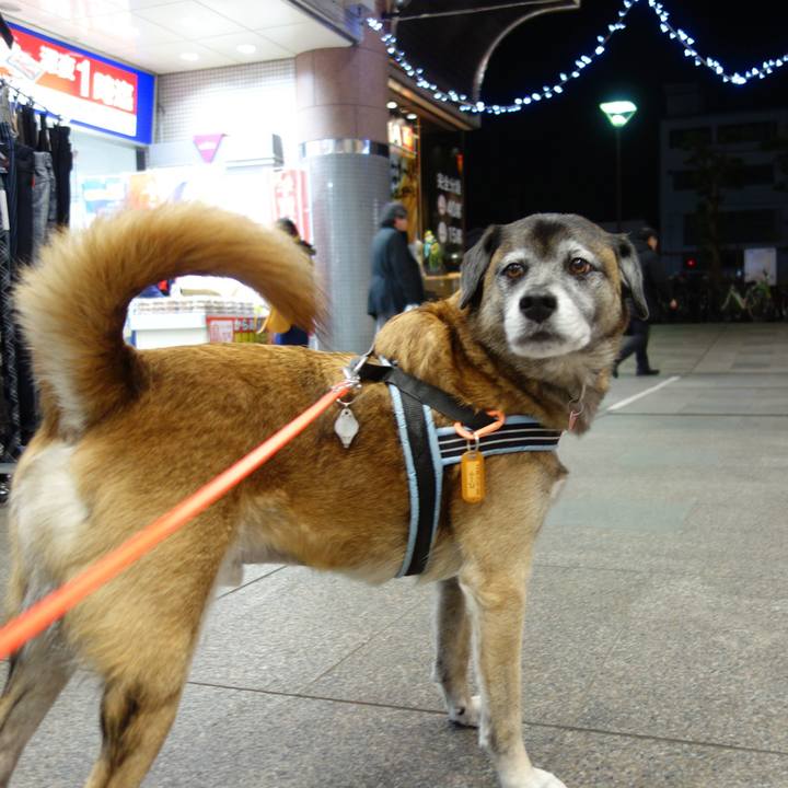 F1bf8cf7 a971 4844 8428 5d697b94aa4c 1512124498306