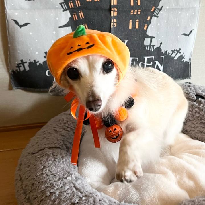 F1c020ad 0654 44bc ae35 218d1d4161e5 1730349248237