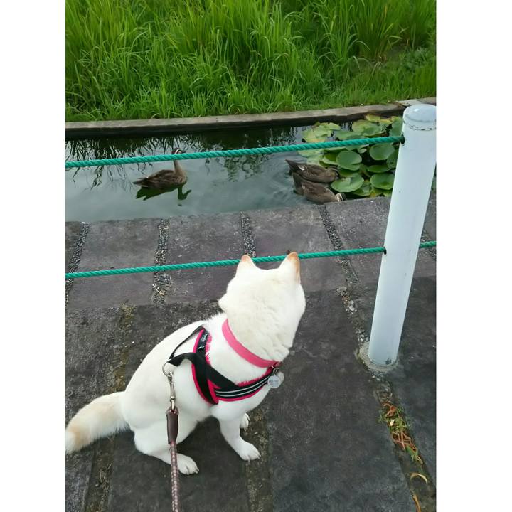 F1c24602 7f18 4e5b 9150 3d1cc71eb4d2 1533293492962