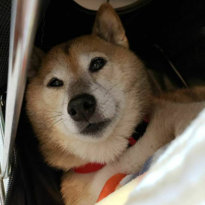 F1c2baab 9e88 47c7 be3b cfdbe027b45c 1636173681916