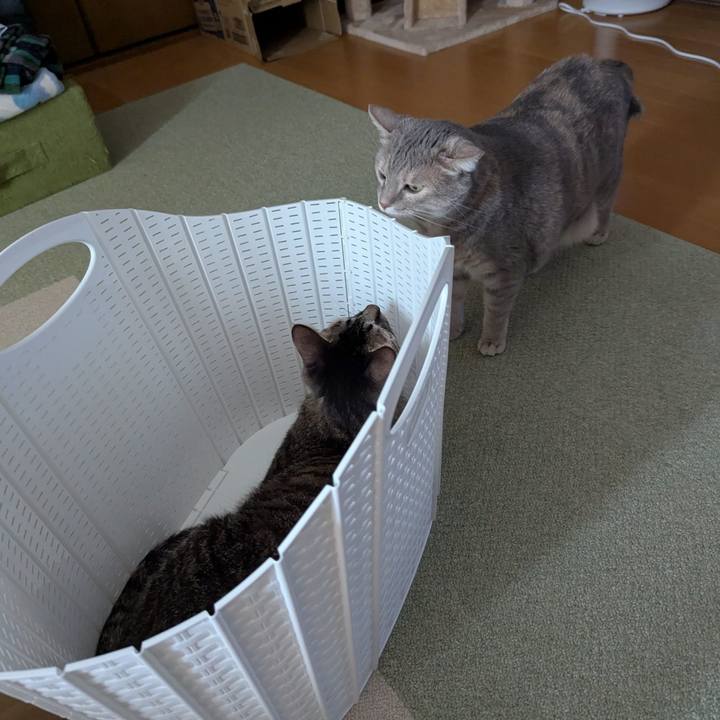 F1c35c86 8b20 4e4c 83ce 018e7054ba0c 1754985769754