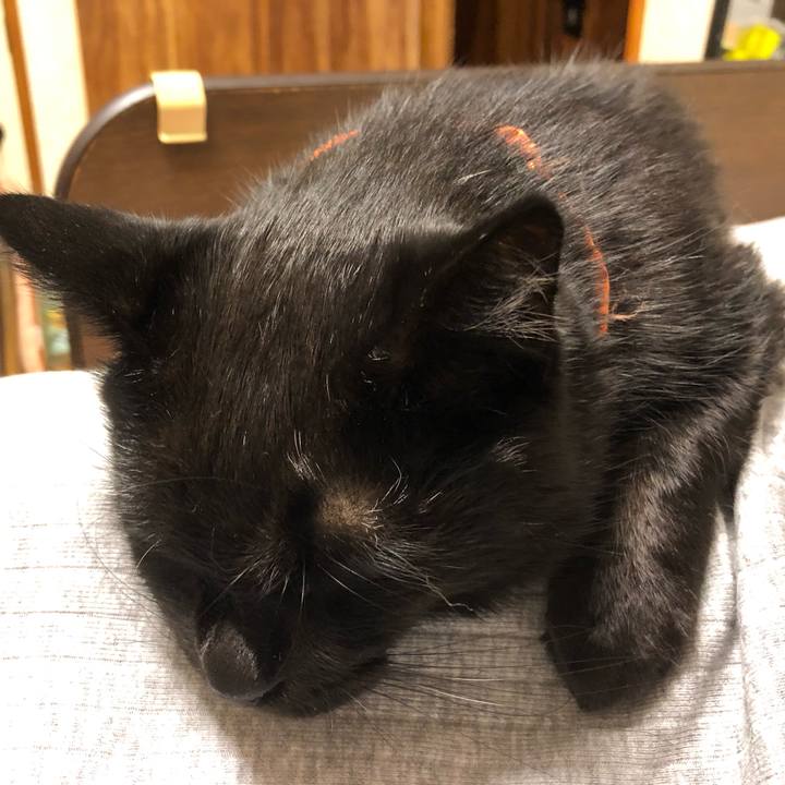 F1c62031 0b3f 4f8b a228 a9b4cc027e0b 1570884938554