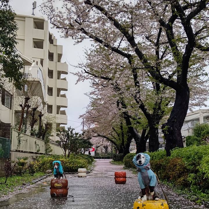 F1c8f210 871c 47e9 905a 0bffd8c6a6bf 1712614837318