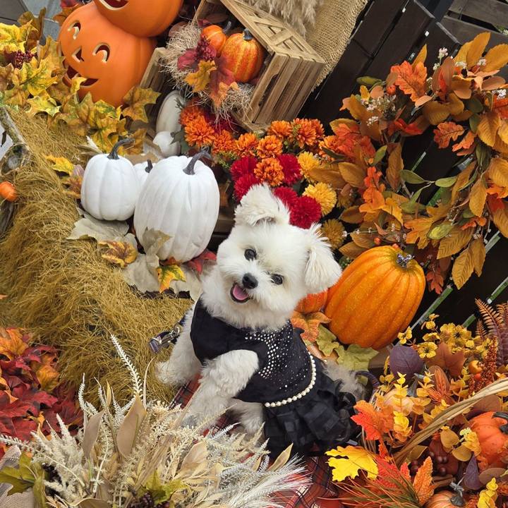 F1ca2f6a 7cc2 474e ac57 dda11c8f41de 1760000927665