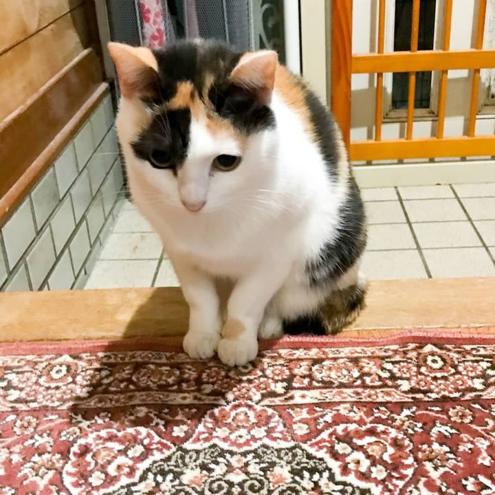 F1cd3ffe 5c1d 4d80 971f 44b1d68f0456 1513128425827