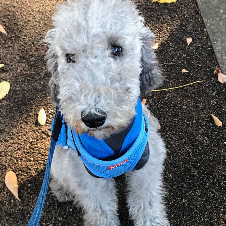 F1d26632 4f25 48ba 81f8 e4b86c44cb94 1575725269693