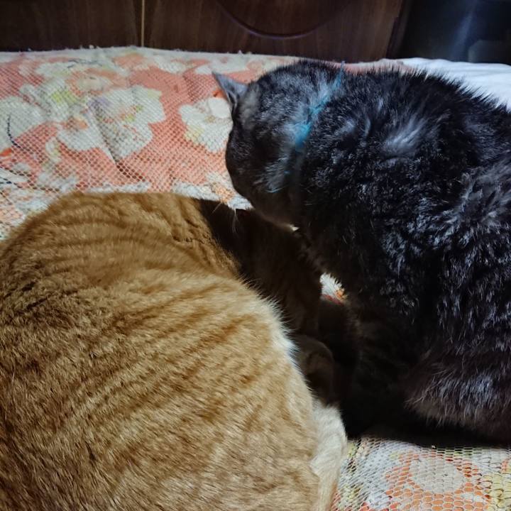 F1d27cfa 0d1b 403c 8dcb 604b2c17083f 1577014685496