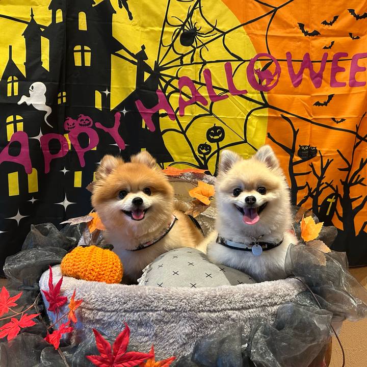 F1d9220f ffdc 4e90 af5c ef0d2b1673ac 1760104292586