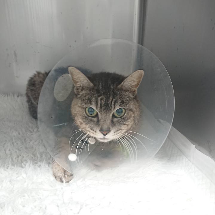 F1dc10fa 488d 4d3c 97f0 01548113d7ea 1585797081822