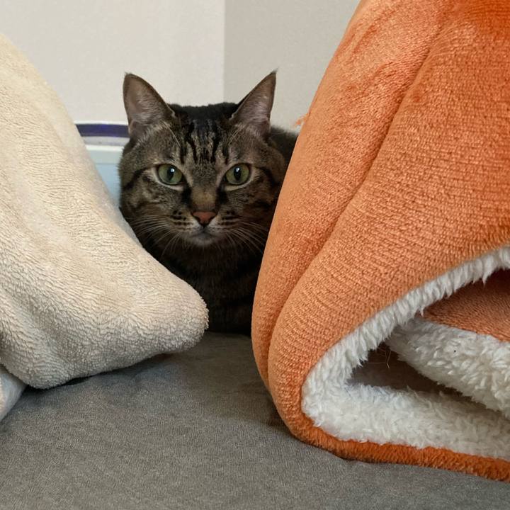 F1dc6429 3918 4028 a138 42d25814822c 1635122087323