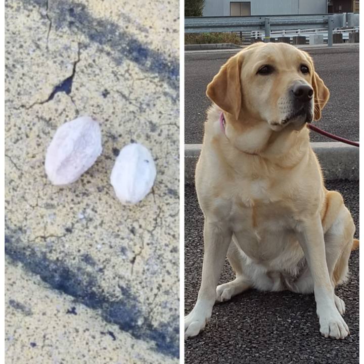 F1e02e13 4f02 443e b51e 2f650d1f10c2 1512910994963