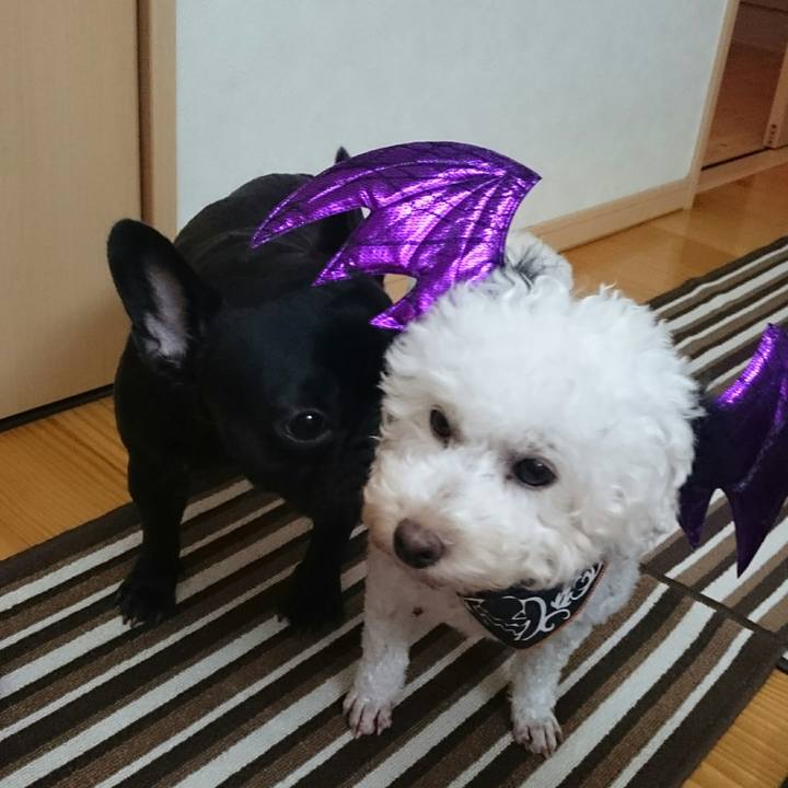 F1e3a758 530a 4479 a077 e3cee032e108 1509457013008