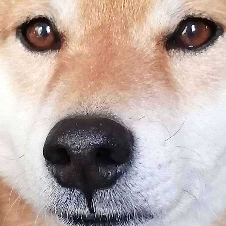 F1e6e3d7 6384 4ae0 a9ba 833062e69fa7 1586654056477