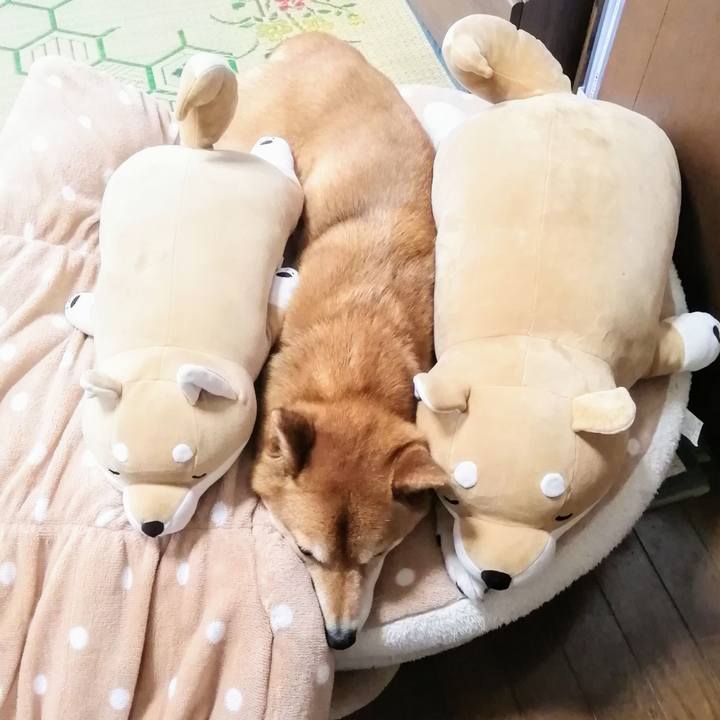 F1e70ae7 732f 431a ba9d df6a1c87530b 1621131078910