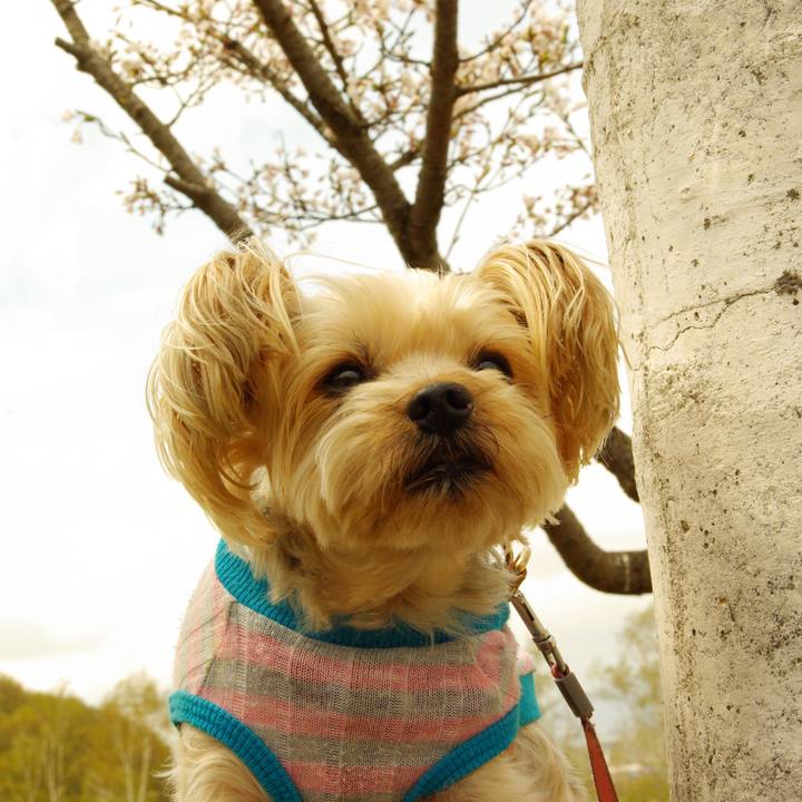 F1e9be34 385a 4aa1 b4fe a9820957e27b 1525412543115