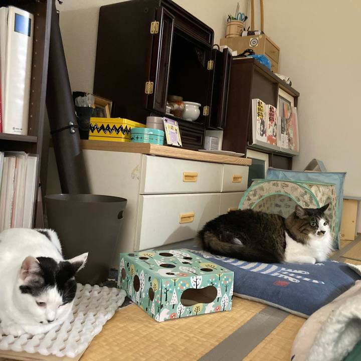 F1f0ecaa 993b 48dd 8695 7a0218335cb9 1759352628090