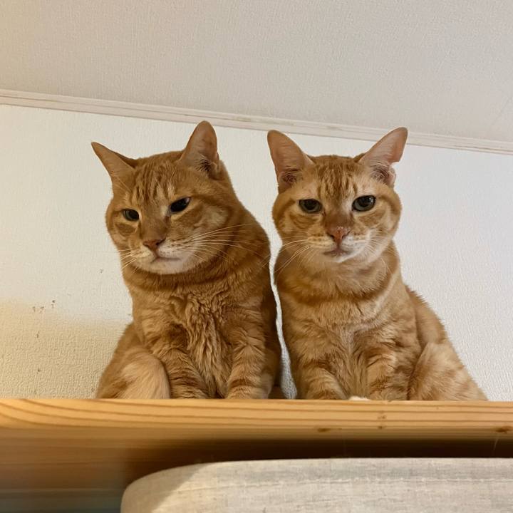 F1f10686 be6e 444e ba87 ba8d5b0e7269 1763676923493