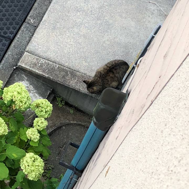 F1f29264 525f 42dd a49f 7e0452d088f7 1531135419315