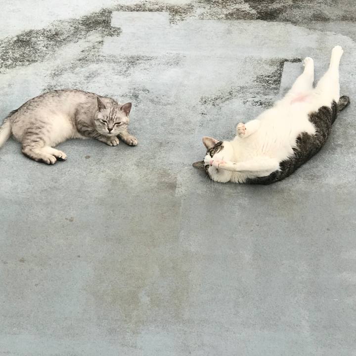 F1f4fd69 e005 4c6d 8013 2fcdb447dc7b 1529388400386