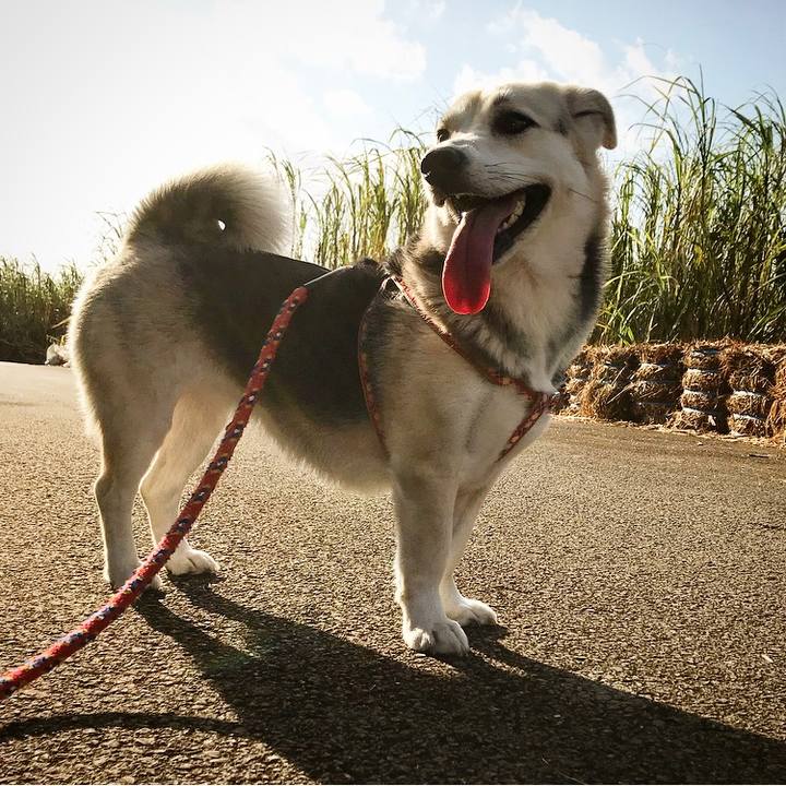 F1f774e8 8594 4c88 942f c7d31e75350a 1514975272397