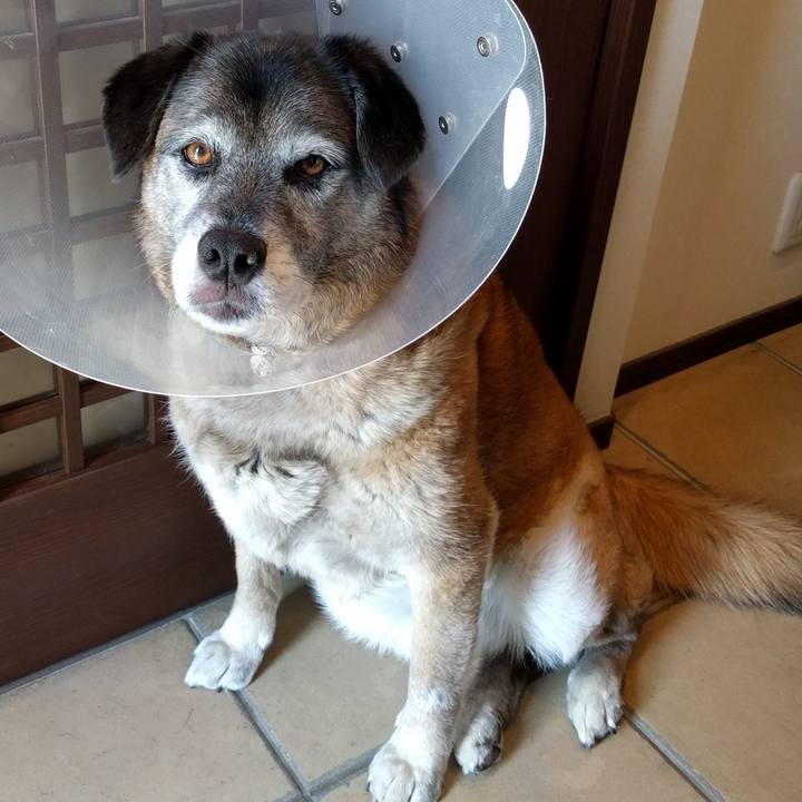 F1ff5626 0ec1 4e5e 95b2 988ac63627fa 1528175028693