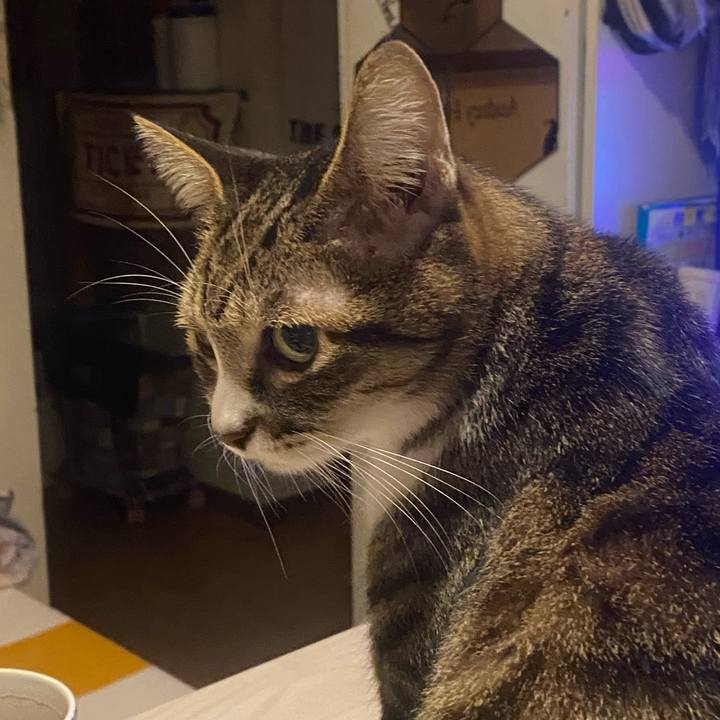 F1ff84e8 41fe 468f 8216 3fd34b940399 1729981190354