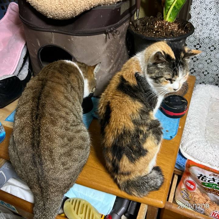 F20059e6 7c09 4dd9 a2dd 31b9db1cc0aa 1766095345245