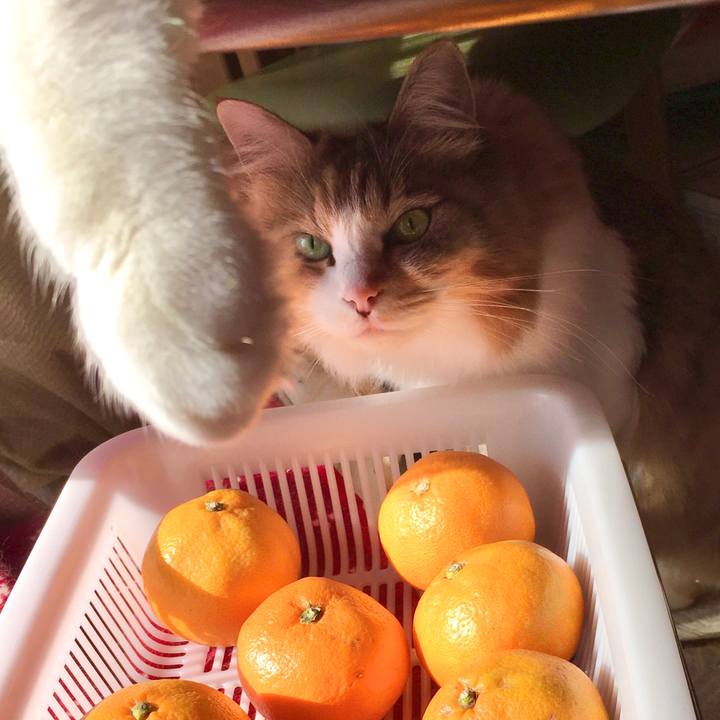 F2030627 7896 4a1e b0c4 a3bc4caded54 1573624802209