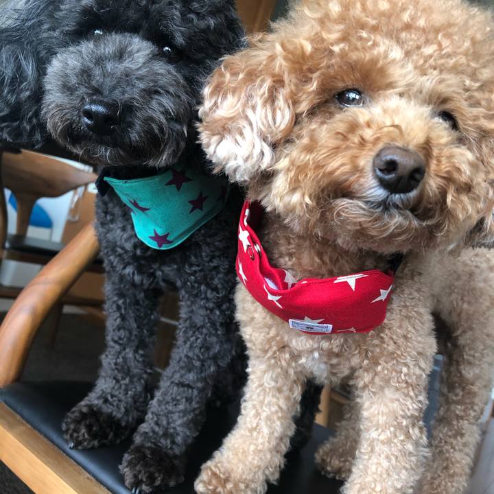 F2057cb6 7c23 4c85 914c 4ada2197d7fa 1598998233896