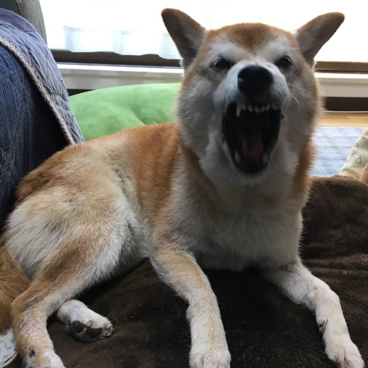 F2093783 172e 4fd9 81f1 42bbb08c7af7 1511012959021