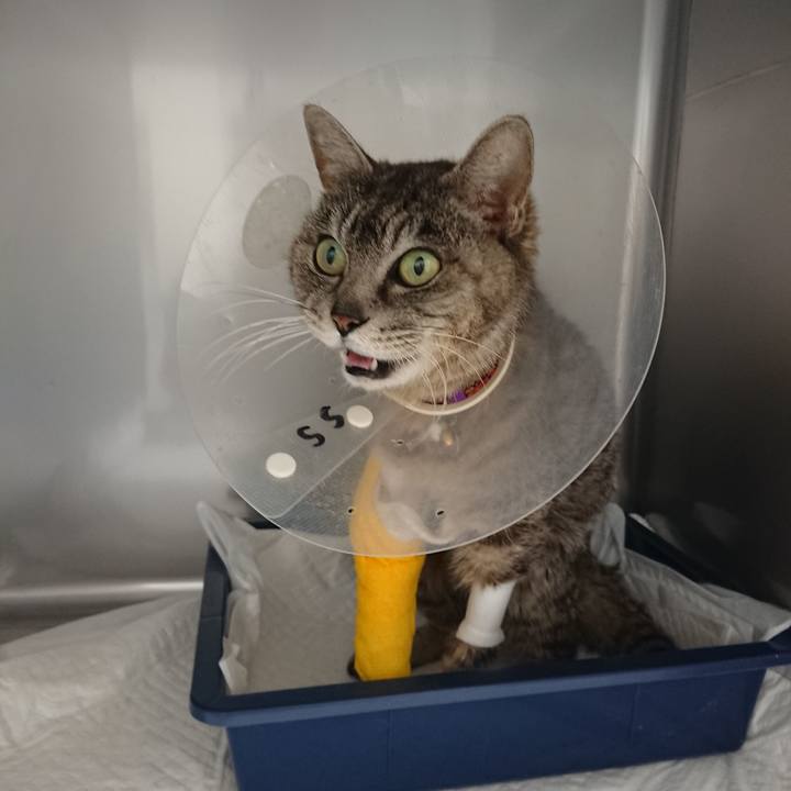 F20f78a5 4a00 4c81 aec6 d21b036b28f6 1586163440483