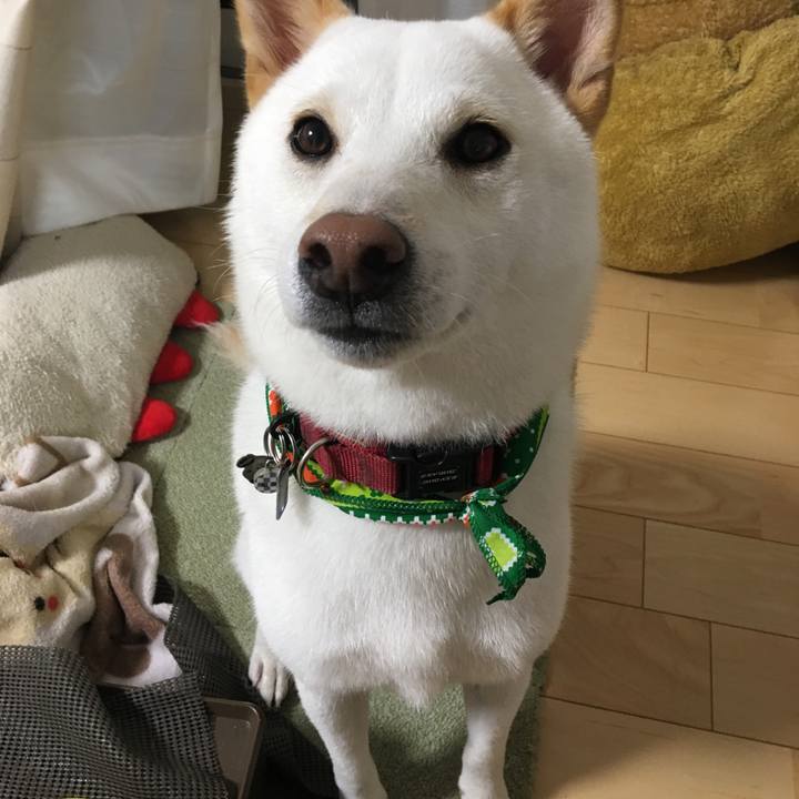 F20fc71f 6d0e 4517 98f5 1754a1849563 1541860616566