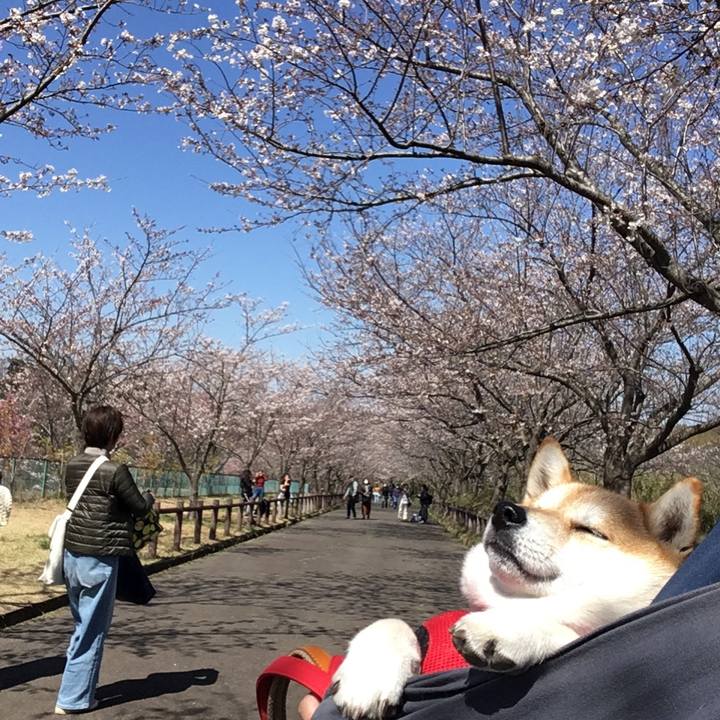 F21515a1 28dd 476b adb6 4f54224ebbe5 1585127614253