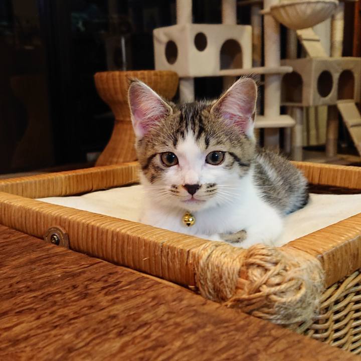 F216c825 ab12 429f 855d 9ddae55daa04 1542274868083