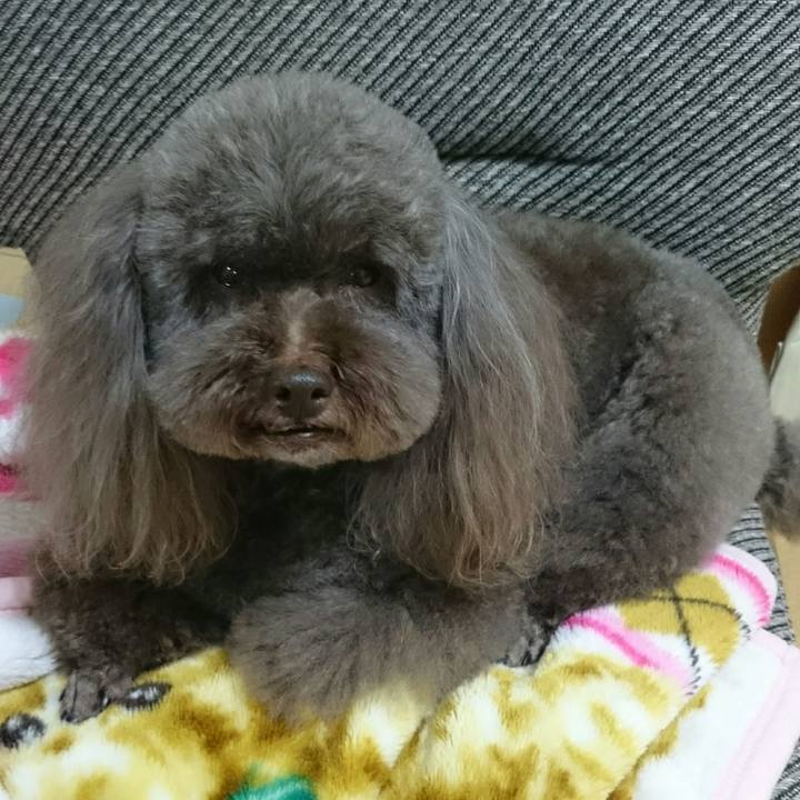 F21a1365 96dd 40d0 9cf8 bb10193f2587 1519642244293