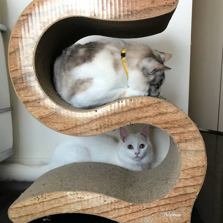 F21d1596 0303 4b32 a574 12df7179f285 1522464124582