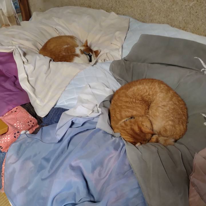 F21f6ed1 79c5 44a0 8b6d 066075de4769 1769567206153