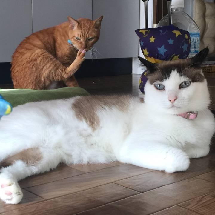 F21fd758 dc96 406c bee9 c5fdf4ce1380 1727852160112