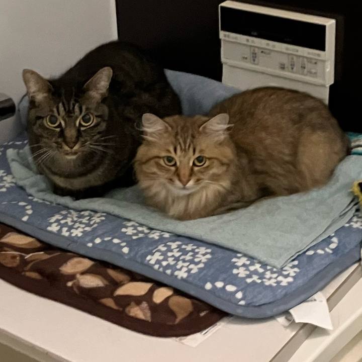 F2252651 2ca9 4cca b44a 7933838f63c9 1760917631126