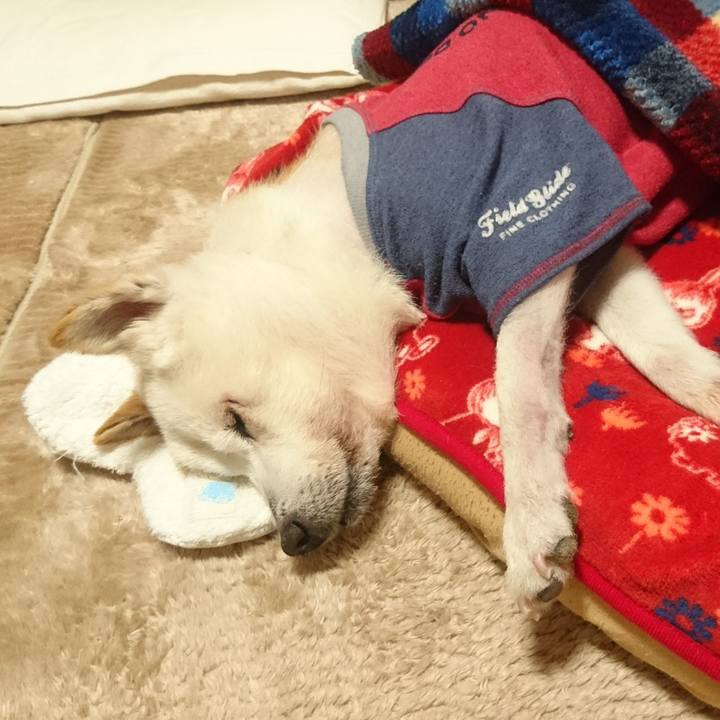 F22a54c7 ccd8 46ce 8835 d9ef382a664e 1541931471714