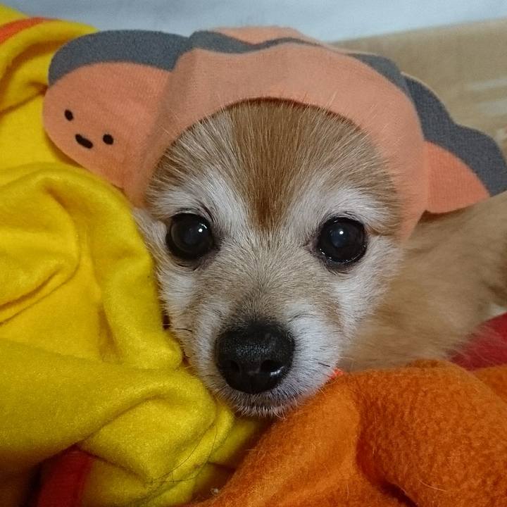 F22cdd23 ee65 4407 bfb7 f75279031d33 1510994458512