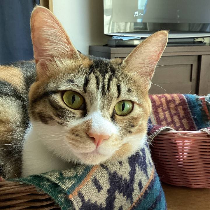 F22e9bda f99f 4c2a a255 48d70f1211a4 1675487408729