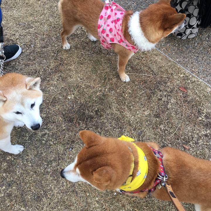 F2356de6 052c 4bc0 a5fb ec52c0722f6c 1513495731092