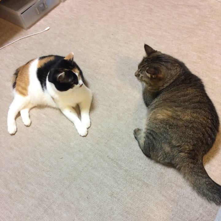 F235abac b3c4 419a 8062 eddd3b4a2583 1604712065570