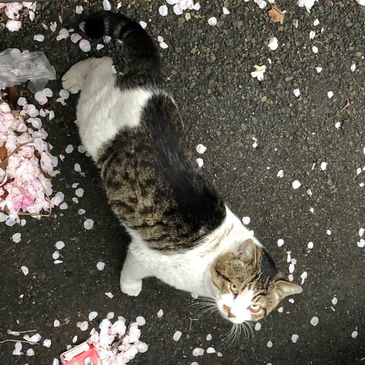 F235f444 683a 4acc a7cf 1230327c44a7 1523205931144