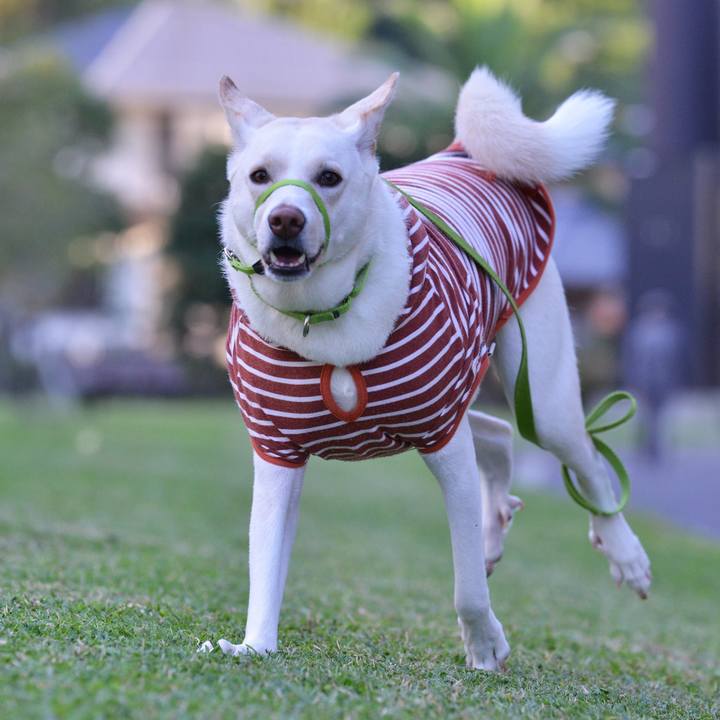 F2370e97 6d83 4ff7 b725 36364eb9f433 1509099688992