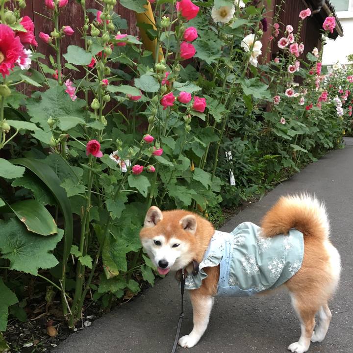 F23c5205 63d7 4ed8 98fb c95402675ef9 1528889048248