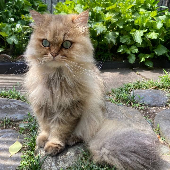 F247f216 4095 406b 9568 5c853262bbfd 1591689748957